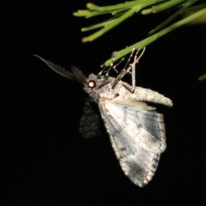 Lipogya exprimataria at Ainslie, ACT - 11 Feb 2019 08:25 PM