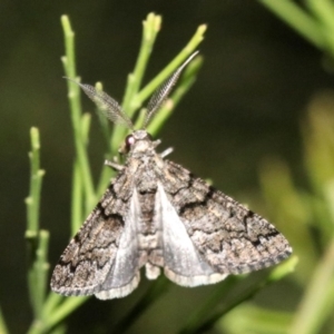 Lipogya exprimataria at Ainslie, ACT - 11 Feb 2019 08:25 PM