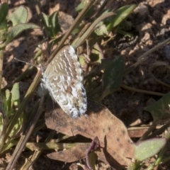 Theclinesthes serpentata (Saltbush Blue) at The Pinnacle - 13 Feb 2019 by Alison Milton