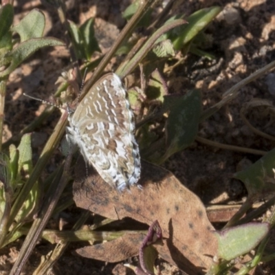 Theclinesthes serpentata (Saltbush Blue) at Dunlop, ACT - 13 Feb 2019 by AlisonMilton