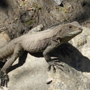 Intellagama lesueurii howittii at Tennent, ACT - 13 Feb 2019 11:22 AM