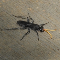 Pompilidae (family) (Unidentified Spider wasp) at Tidbinbilla Nature Reserve - 13 Feb 2019 by Christine