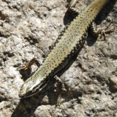 Eulamprus heatwolei (Yellow-bellied Water Skink) at Paddys River, ACT - 13 Feb 2019 by Christine