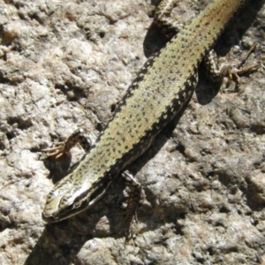 Eulamprus heatwolei at Paddys River, ACT - 13 Feb 2019