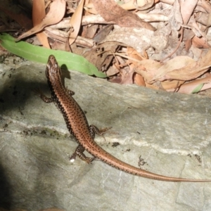 Eulamprus heatwolei at Paddys River, ACT - 13 Feb 2019