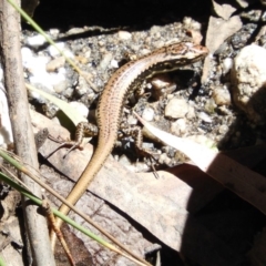 Eulamprus heatwolei at Paddys River, ACT - 13 Feb 2019