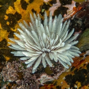 Sabellastarte australiensis at Tathra, NSW - 9 Feb 2019