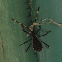 Amorbus sp. (genus) (Eucalyptus Tip bug) at Paddys River, ACT - 13 Feb 2019 by Christine