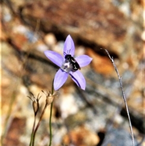 Lasioglossum (Chilalictus) sp. (genus & subgenus) at Paddys River, ACT - 13 Feb 2019 03:00 PM