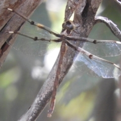 Telephlebia brevicauda (Southern Evening Darner) at Paddys River, ACT - 13 Feb 2019 by Christine