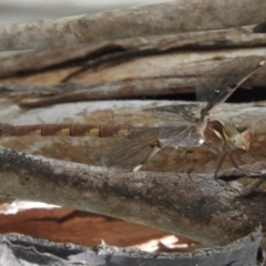 Telephlebia brevicauda at Paddys River, ACT - 13 Feb 2019 03:23 PM