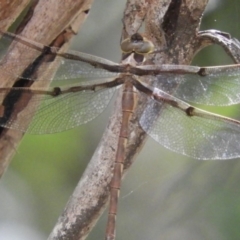 Telephlebia brevicauda at Paddys River, ACT - 13 Feb 2019 03:23 PM