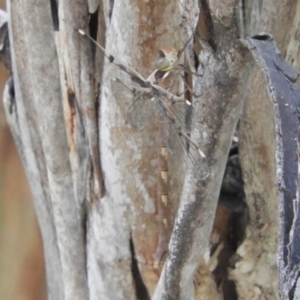 Telephlebia brevicauda at Paddys River, ACT - 13 Feb 2019 03:23 PM