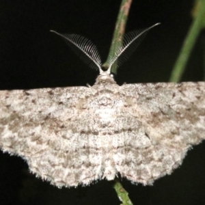 Phelotis cognata at Ainslie, ACT - 11 Feb 2019