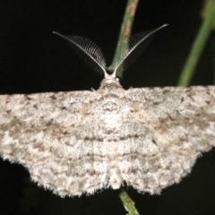 Phelotis cognata (Long-fringed Bark Moth) at Ainslie, ACT - 11 Feb 2019 by jbromilow50