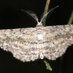 Phelotis cognata at Ainslie, ACT - 11 Feb 2019