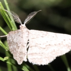 Phelotis cognata (Long-fringed Bark Moth) at Mount Ainslie - 11 Feb 2019 by jb2602