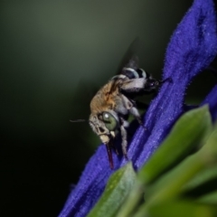 Amegilla sp. (genus) (Blue Banded Bee) at Red Hill, ACT - 10 Feb 2019 by Graeme