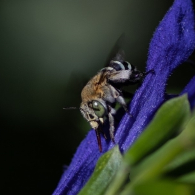 Amegilla sp. (genus) (Blue Banded Bee) at Red Hill, ACT - 9 Feb 2019 by Graeme