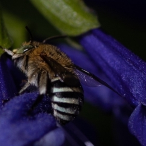 Amegilla sp. (genus) at Red Hill, ACT - 10 Feb 2019