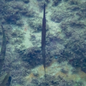 Fistularia petimba at Tathra, NSW - 9 Feb 2019