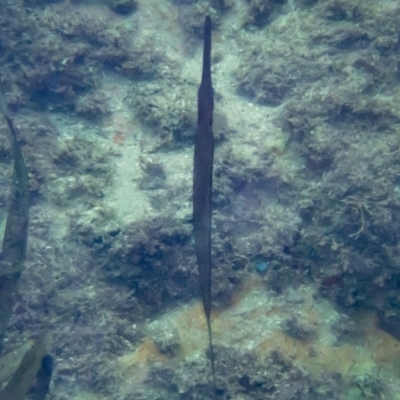 Fistularia petimba (Flutemouth) at Tathra, NSW - 9 Feb 2019 by bdixon75