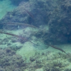 Fistularia petimba at Tathra, NSW - 9 Feb 2019