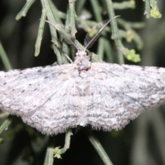 Phelotis cognata (Long-fringed Bark Moth) at Ainslie, ACT - 11 Feb 2019 by jbromilow50