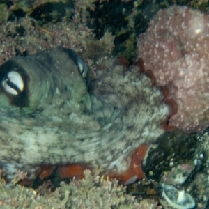 Octopus tetricus at Tathra, NSW - 9 Feb 2019