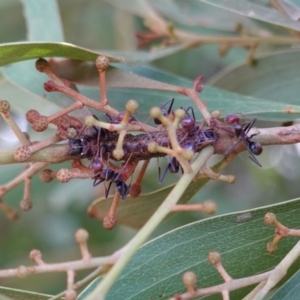 Jalmenus ictinus at Hughes, ACT - 9 Feb 2019 04:24 PM