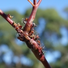 Eurymelinae (subfamily) at Hughes, ACT - 10 Feb 2019