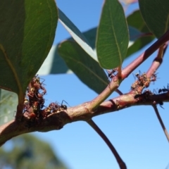 Eurymelinae (subfamily) at Hughes, ACT - 10 Feb 2019