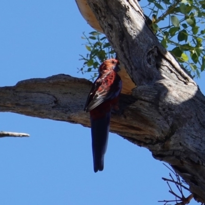 Platycercus elegans (Crimson Rosella) at Hughes, ACT - 9 Feb 2019 by JackyF