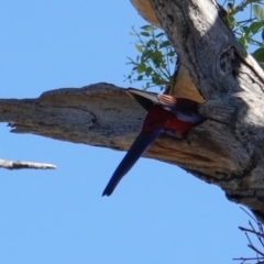 Platycercus elegans at Hughes, ACT - 10 Feb 2019 09:48 AM