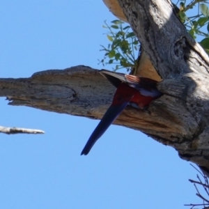 Platycercus elegans at Hughes, ACT - 10 Feb 2019