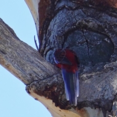 Platycercus elegans at Hughes, ACT - 10 Feb 2019 09:48 AM