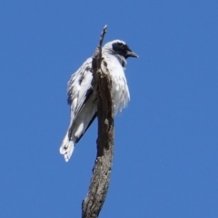 Coracina novaehollandiae (Black-faced Cuckooshrike) at Red Hill to Yarralumla Creek - 9 Feb 2019 by JackyF