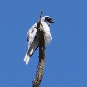 Coracina novaehollandiae at Deakin, ACT - 10 Feb 2019