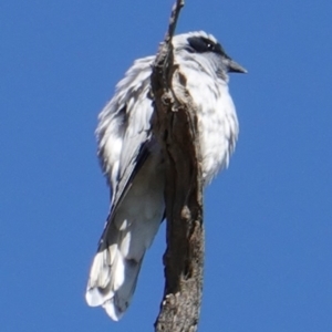 Coracina novaehollandiae at Deakin, ACT - 10 Feb 2019