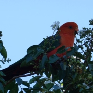 Alisterus scapularis at Hughes, ACT - 10 Feb 2019