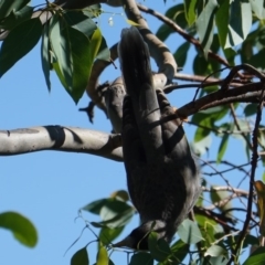 Manorina melanocephala (Noisy Miner) at Deakin, ACT - 10 Feb 2019 by JackyF