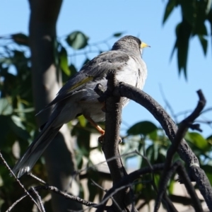 Manorina melanocephala at Deakin, ACT - 10 Feb 2019 09:37 AM