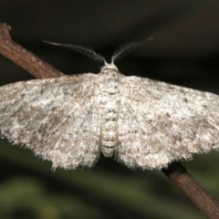 Phelotis cognata (Long-fringed Bark Moth) at Ainslie, ACT - 11 Feb 2019 by jb2602