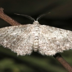 Phelotis cognata (Long-fringed Bark Moth) at Mount Ainslie - 11 Feb 2019 by jb2602