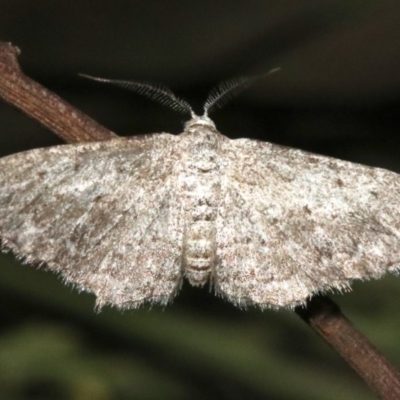 Phelotis cognata (Long-fringed Bark Moth) at Mount Ainslie - 11 Feb 2019 by jb2602