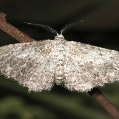 Phelotis cognata (Long-fringed Bark Moth) at Ainslie, ACT - 11 Feb 2019 by jb2602