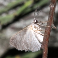 Phelotis cognata at Ainslie, ACT - 11 Feb 2019