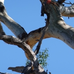 Callocephalon fimbriatum (Gang-gang Cockatoo) at Hughes, ACT - 10 Feb 2019 by JackyF