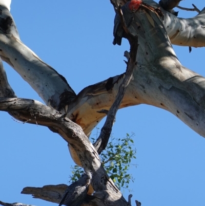 Callocephalon fimbriatum (Gang-gang Cockatoo) at Hughes, ACT - 10 Feb 2019 by JackyF