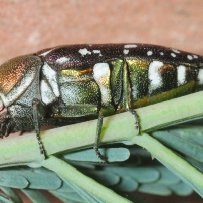 Diphucrania leucosticta (White-flecked acacia jewel beetle) at Aranda Bushland - 13 Feb 2019 by Harrisi